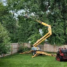 How Our Tree Care Process Works  in  Bushland, TX