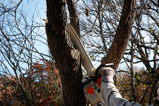 Bushland, TX Tree Care Company